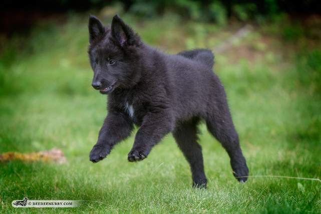 Photo by Dee Dee Murry